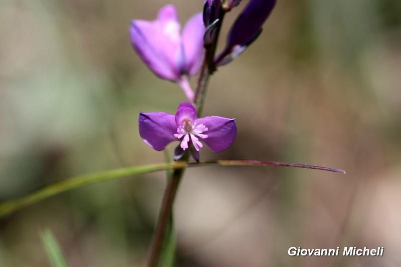 Polygala sp.